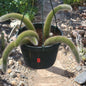 Cleistocactus Winteri ssp. Colademononis 'Monkey Tail Cactus' - 8 Inch Small Option B - Cactus - DesertScapeSucculent