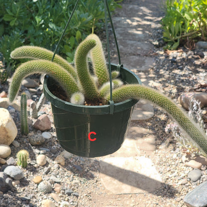 Cleistocactus Winteri ssp. Colademononis 'Monkey Tail Cactus' - 8 Inch Small Option C - Cactus - DesertScapeSucculent