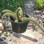 Cleistocactus Winteri ssp. Colademononis 'Monkey Tail Cactus' - 8 Inch Small Option C - Cactus - DesertScapeSucculent