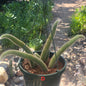 Cleistocactus Winteri ssp. Colademononis 'Monkey Tail Cactus' - 8 Inch Small Option D - Cactus - DesertScapeSucculent