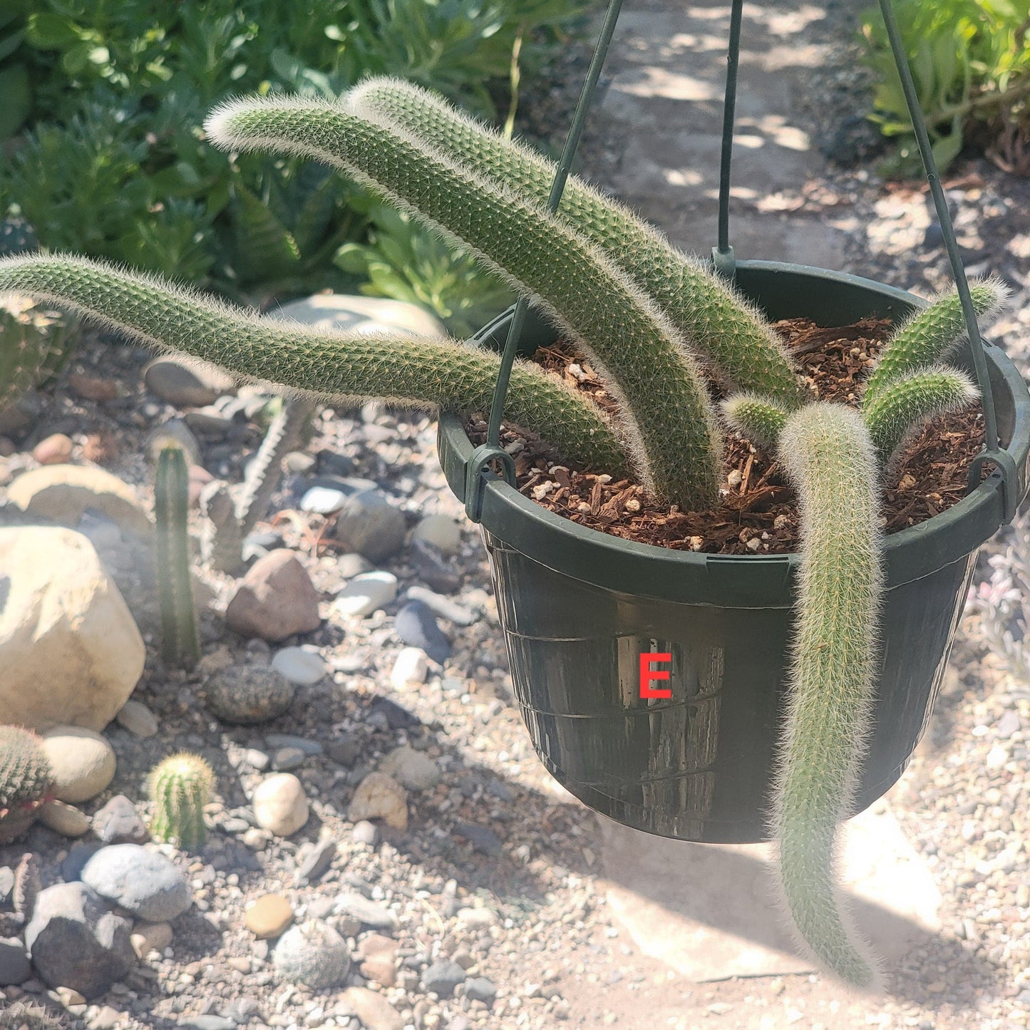 Cleistocactus Winteri ssp. Colademononis 'Monkey Tail Cactus' - 8 Inch Small Option E - Cactus - DesertScapeSucculent