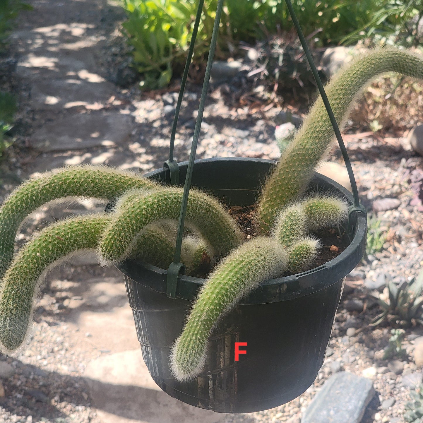 Cleistocactus Winteri ssp. Colademononis 'Monkey Tail Cactus' - 8 Inch Small Option F - Cactus - DesertScapeSucculent