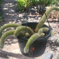 Cleistocactus Winteri ssp. Colademononis 'Monkey Tail Cactus' - 8 Inch Small Option F - Cactus - DesertScapeSucculent