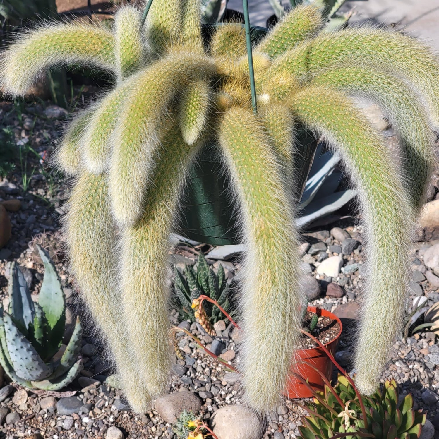 DesertScapeSucculent Cactus 8" Option A Cleistocactus Winteri ssp. Colademononis 'Monkey Tail Cactus'