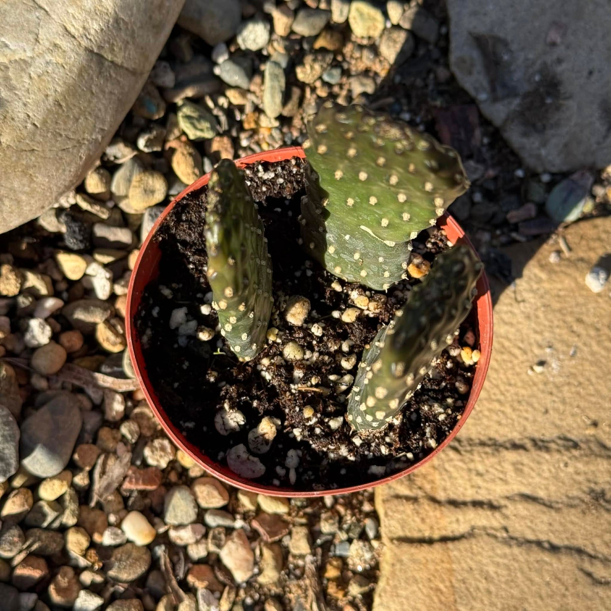 Consolea rubescens 'Roadkill Cactus' - 4 Inch - Cactus - DesertScapeSucculent
