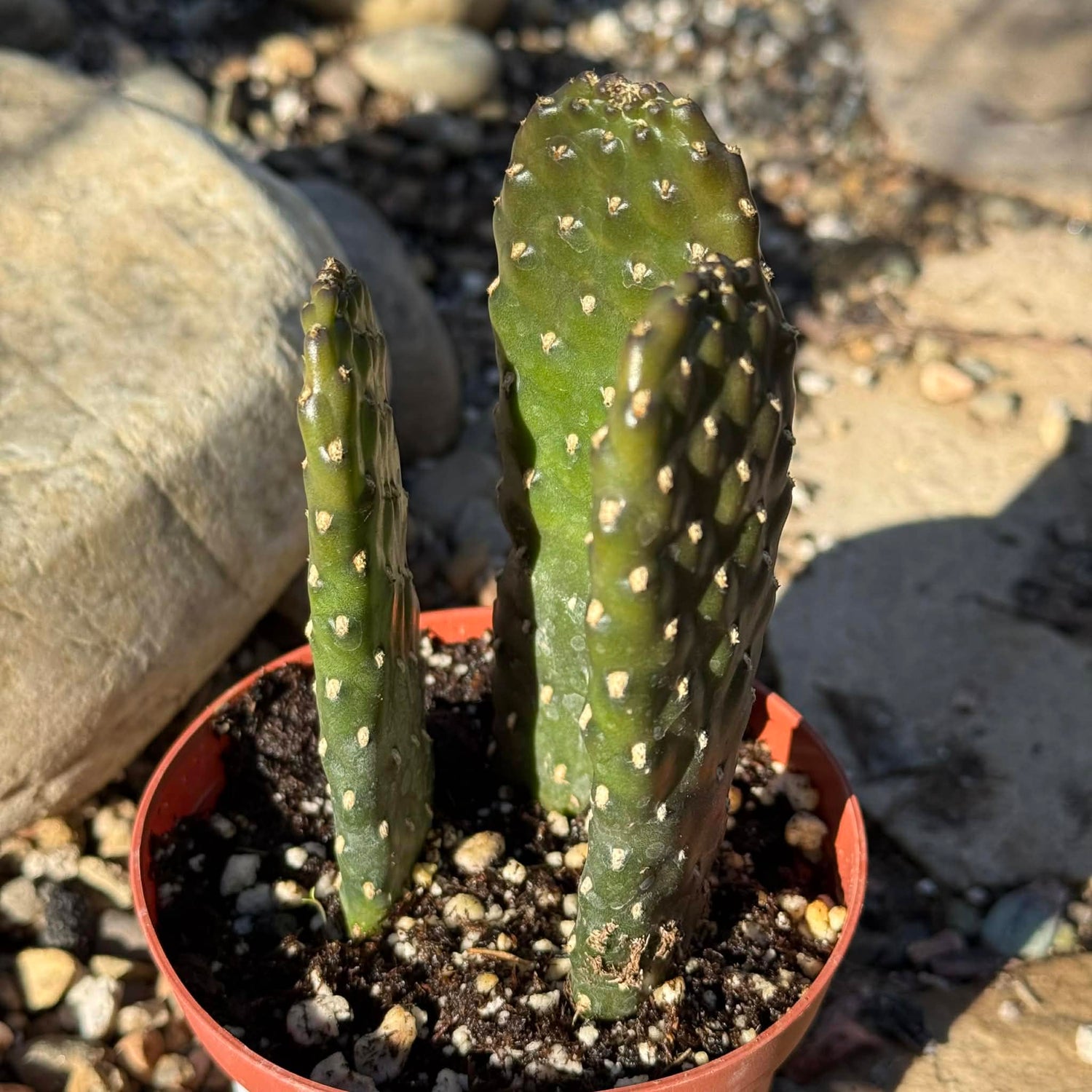 Consolea rubescens 'Roadkill Cactus' - 4 Inch - Cactus - DesertScapeSucculent