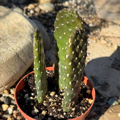 Consolea rubescens 'Roadkill Cactus' - 4 Inch - Cactus - DesertScapeSucculent