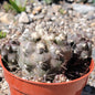 Copiapoa humilis - 4 Inch Assorted - Cactus - DesertScapeSucculent