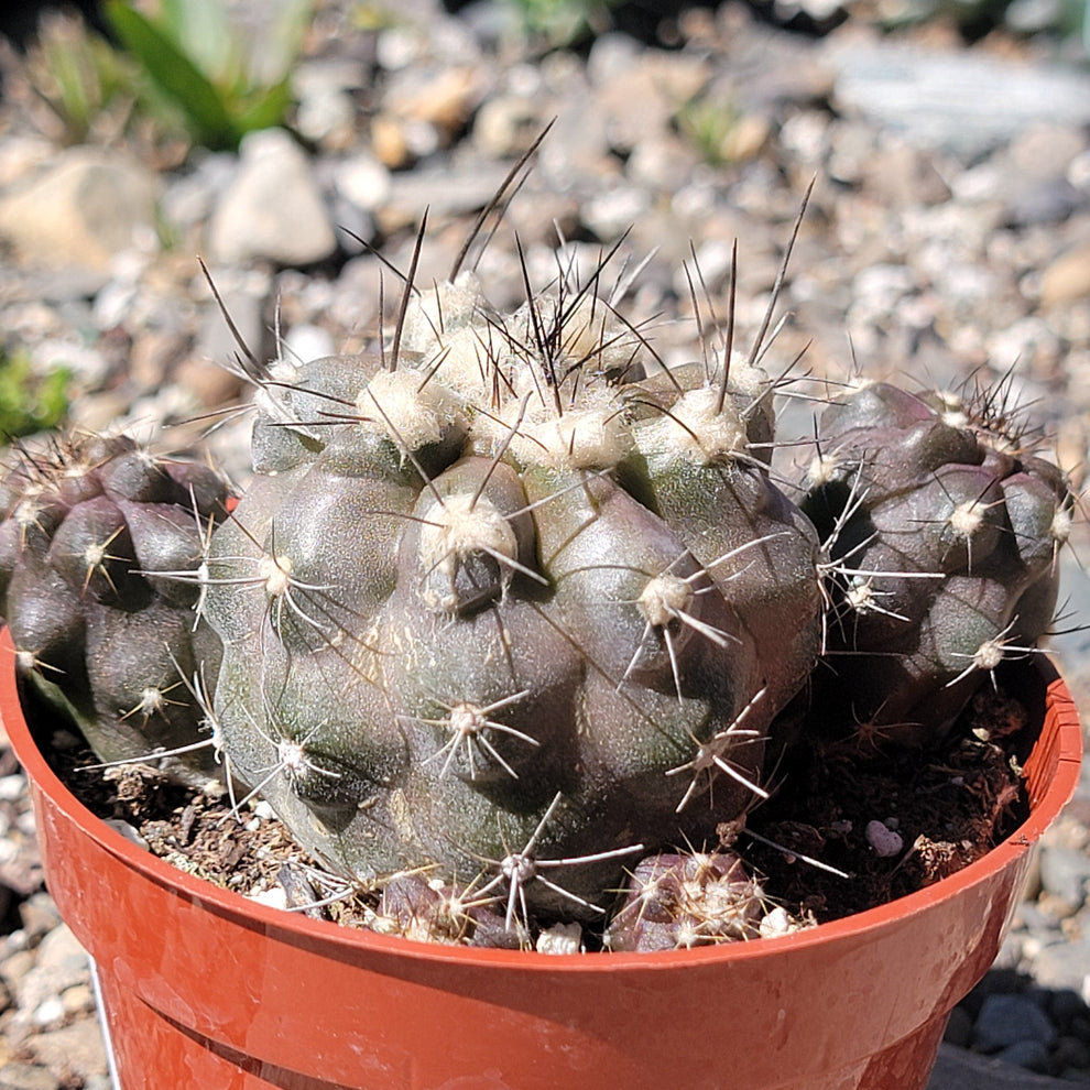 Copiapoa humilis – DesertScapeSucculent