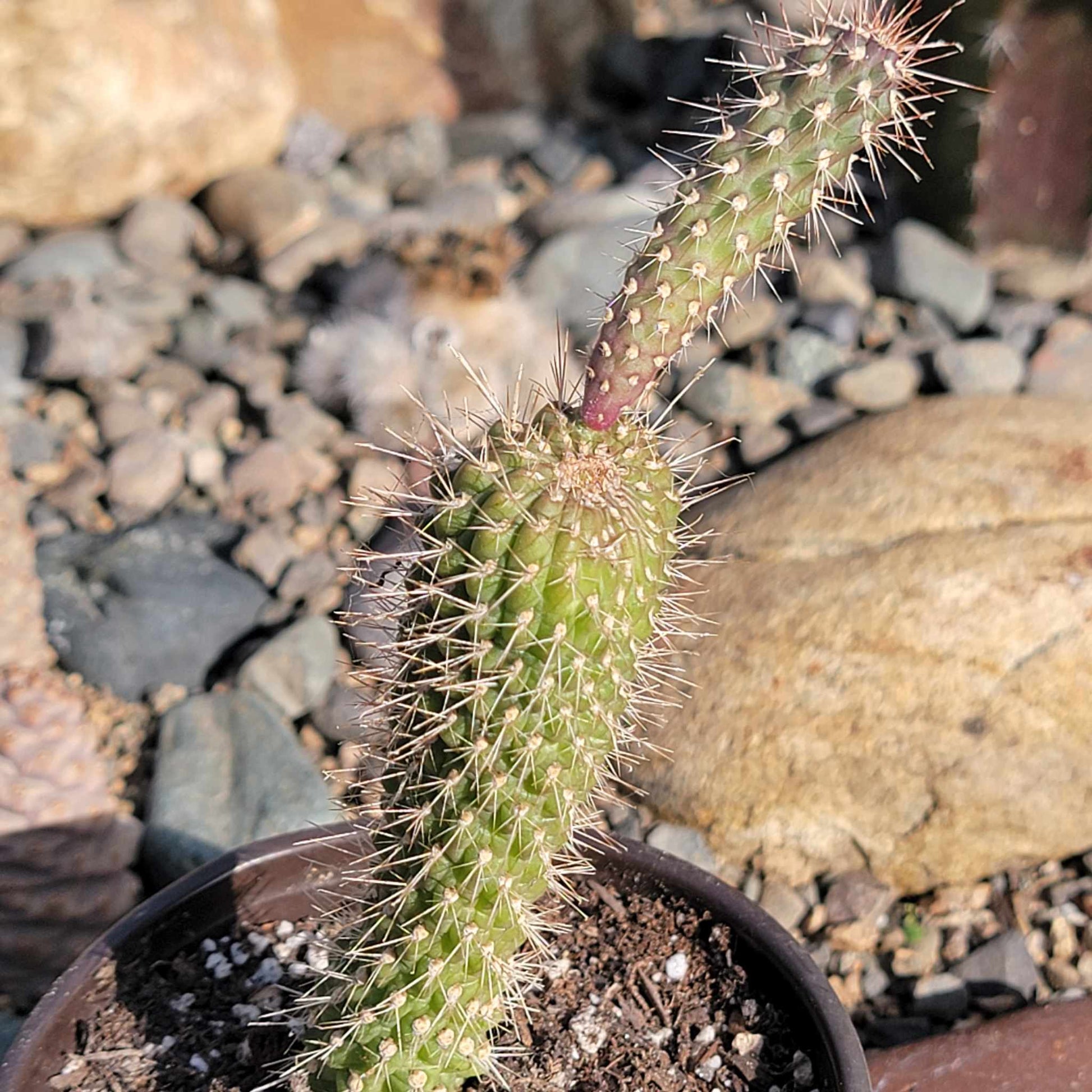 DesertScapeSucculent Cactus 4" Assorted Cylindropuntia Imbricata 'Cane Cholla'