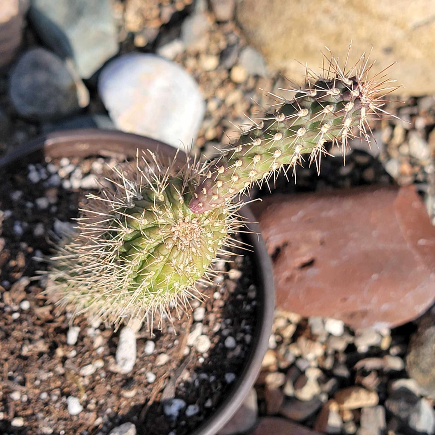 DesertScapeSucculent Cactus 4" Assorted Cylindropuntia Imbricata 'Cane Cholla'