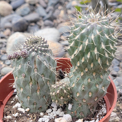 DesertScapeSucculent Cactus 4" Assorted Cylindropuntia Imbricata 'Cane Cholla'