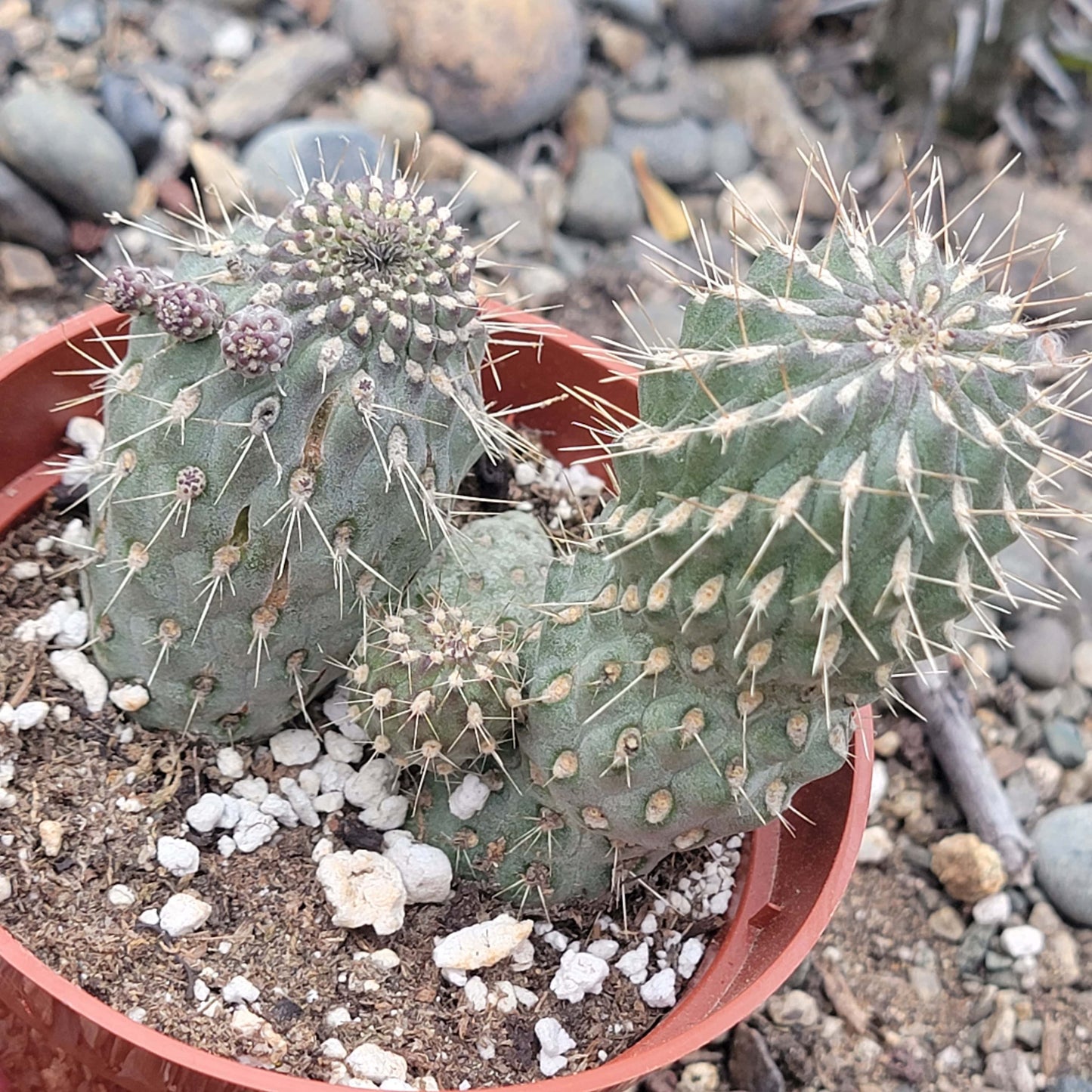 DesertScapeSucculent Cactus 4" Assorted Cylindropuntia Imbricata 'Cane Cholla'