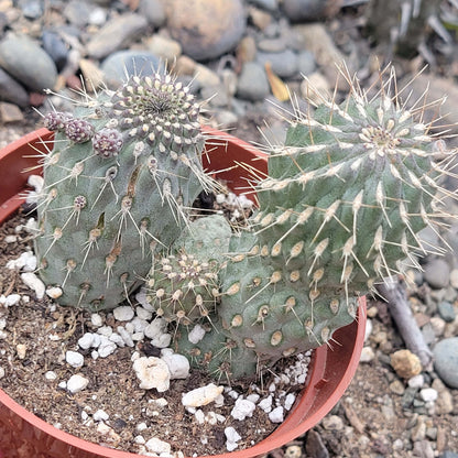 DesertScapeSucculent Cactus 4" Assorted Cylindropuntia Imbricata 'Cane Cholla'