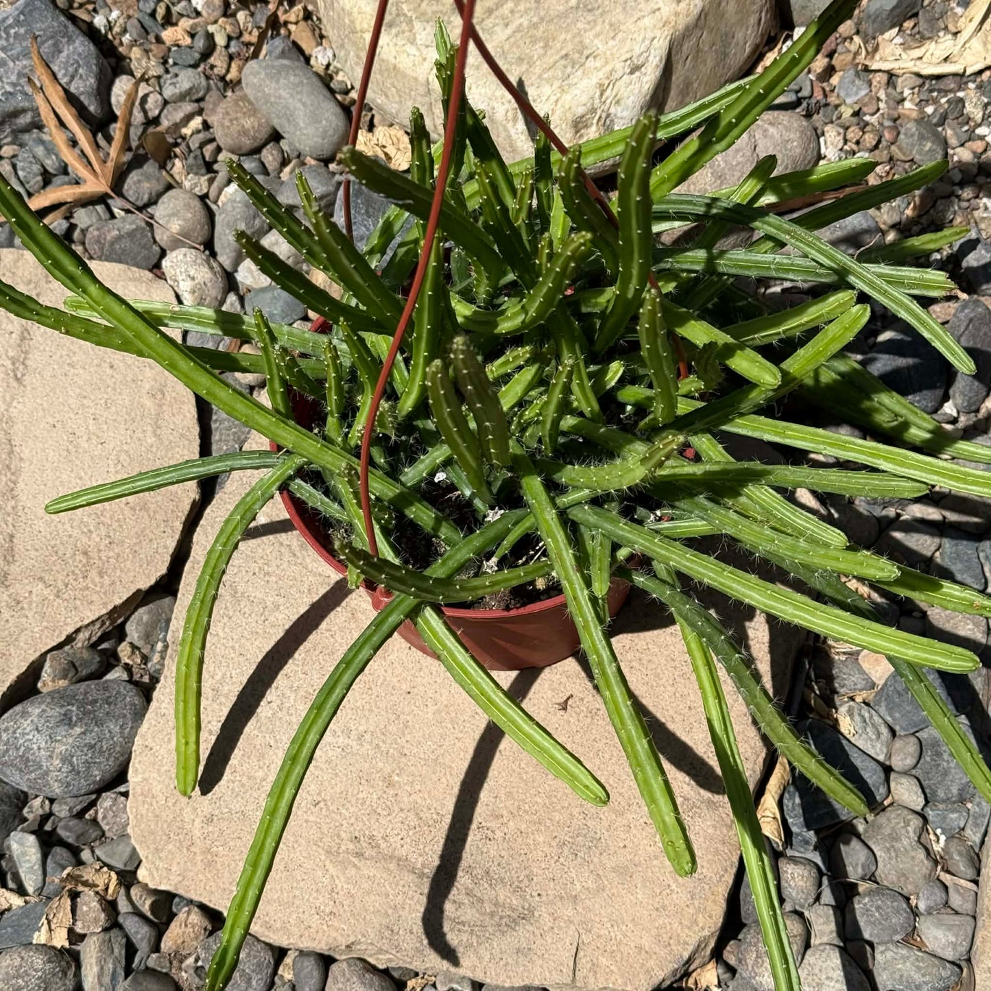 DesertScapeSucculent Cactus 6 Inch Deamia testudo 'Dog Tail Cactus'