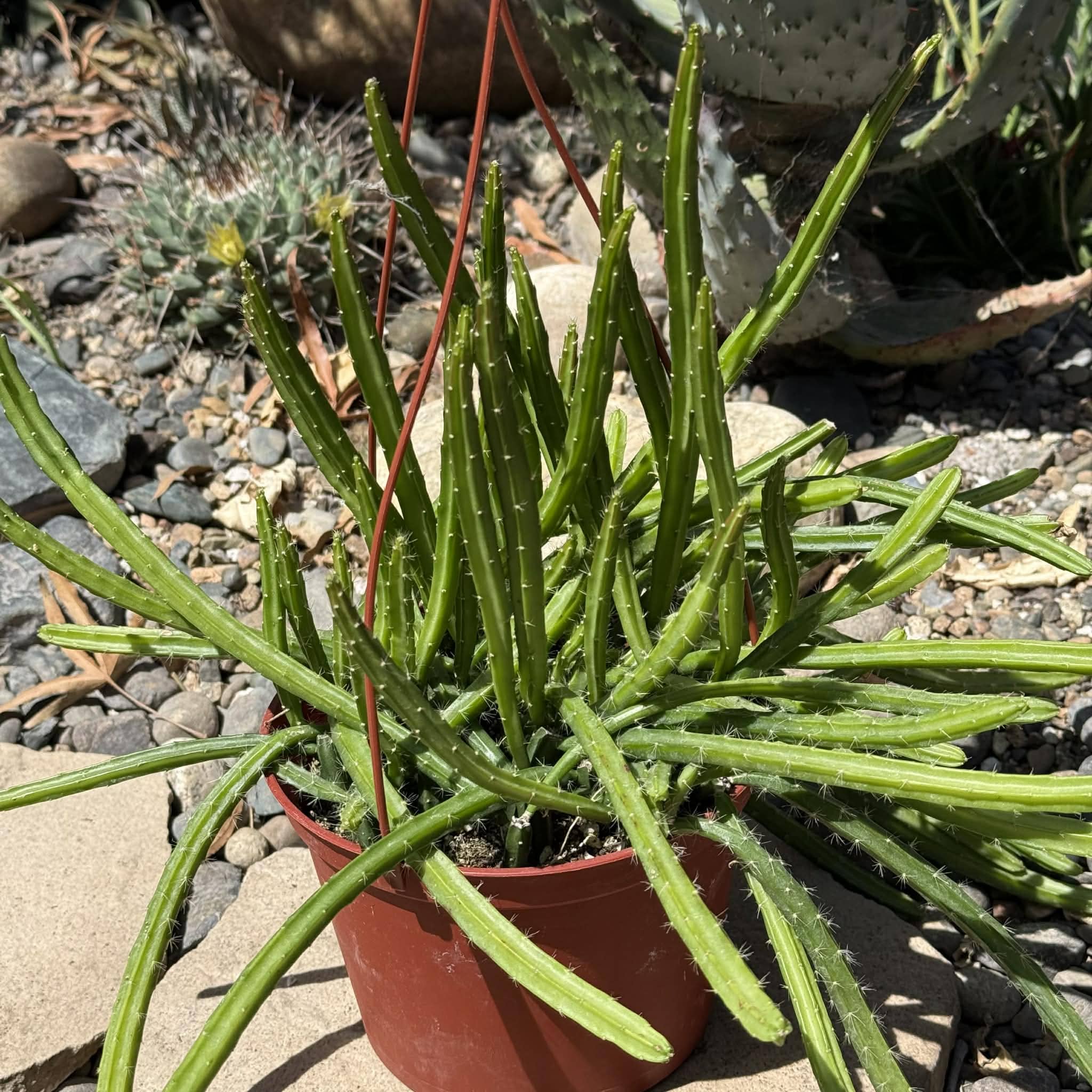 Deamia testudo 'Dog Tail Cactus' – DesertScapeSucculent