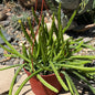 DesertScapeSucculent Cactus 6 Inch Deamia testudo 'Dog Tail Cactus'