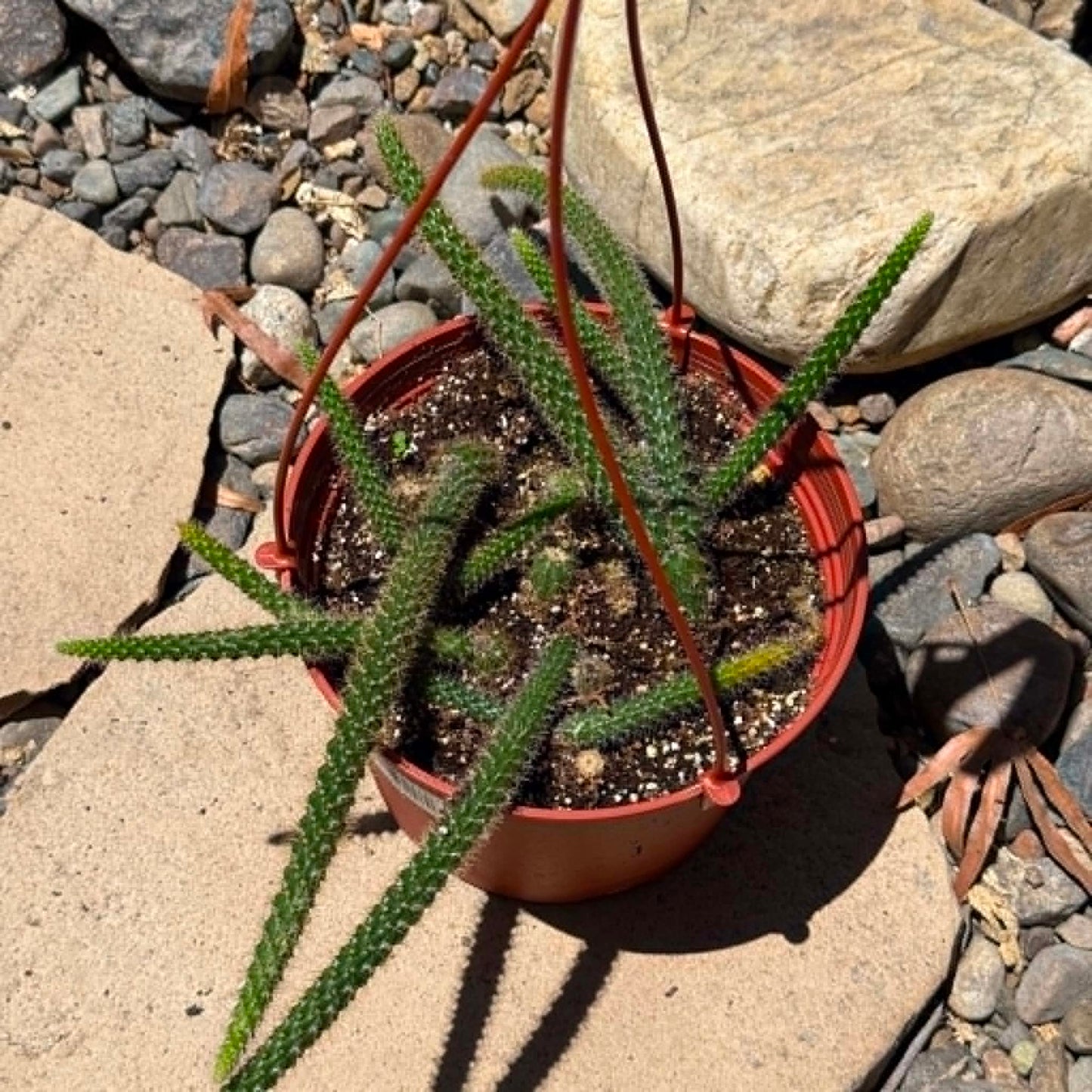 DesertScapeSucculent Cactus 6 Inch Disocactus Flagelliformis 'Rat Tail'