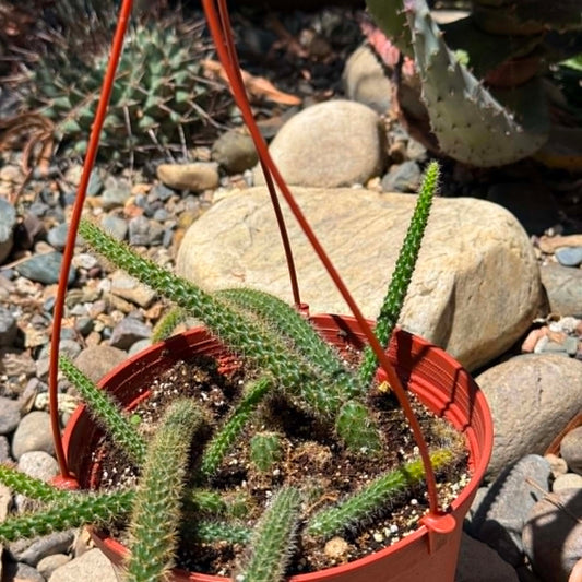 DesertScapeSucculent Cactus 6 Inch Disocactus Flagelliformis 'Rat Tail'