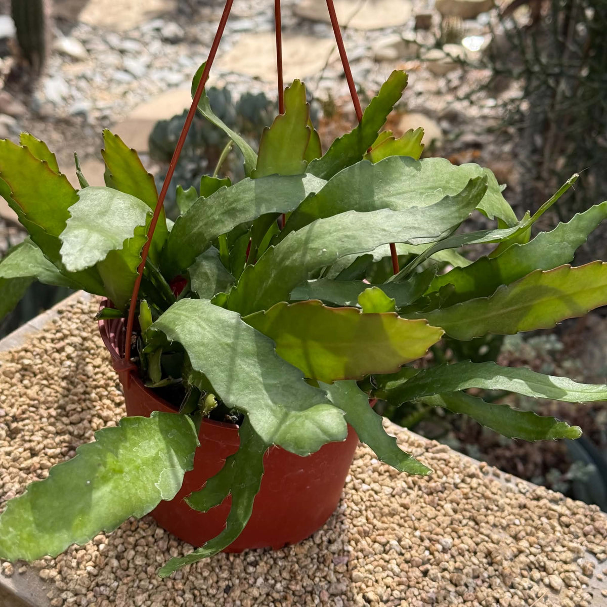 DesertScapeSucculent Cactus 6 Inch Disocactus macranthus 'Golden Orchid Cactus'