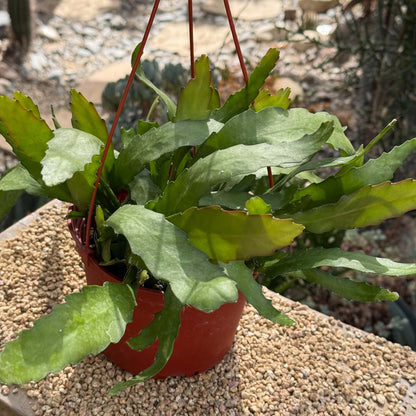 DesertScapeSucculent Cactus 6 Inch Disocactus macranthus 'Golden Orchid Cactus'