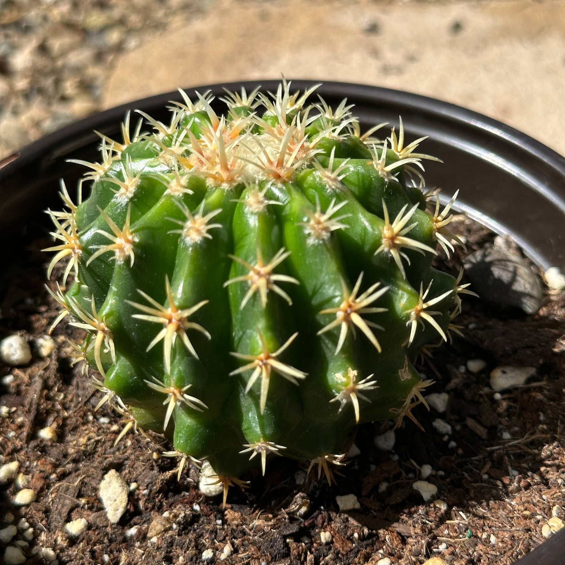 E. grusonii brevispinus 'Short Spine Golden Barrel' - 6 Inch Assorted - Cactus - DesertScapeSucculent