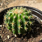 E. grusonii brevispinus 'Short Spine Golden Barrel' - 6 Inch Assorted - Cactus - DesertScapeSucculent