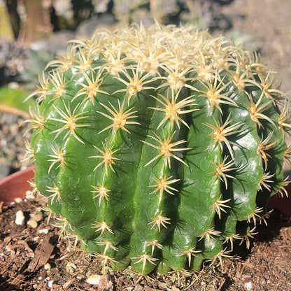 DesertScapeSucculent Cactus 8" Assorted E. grusonii brevispinus 'Short Spine Golden Barrel'