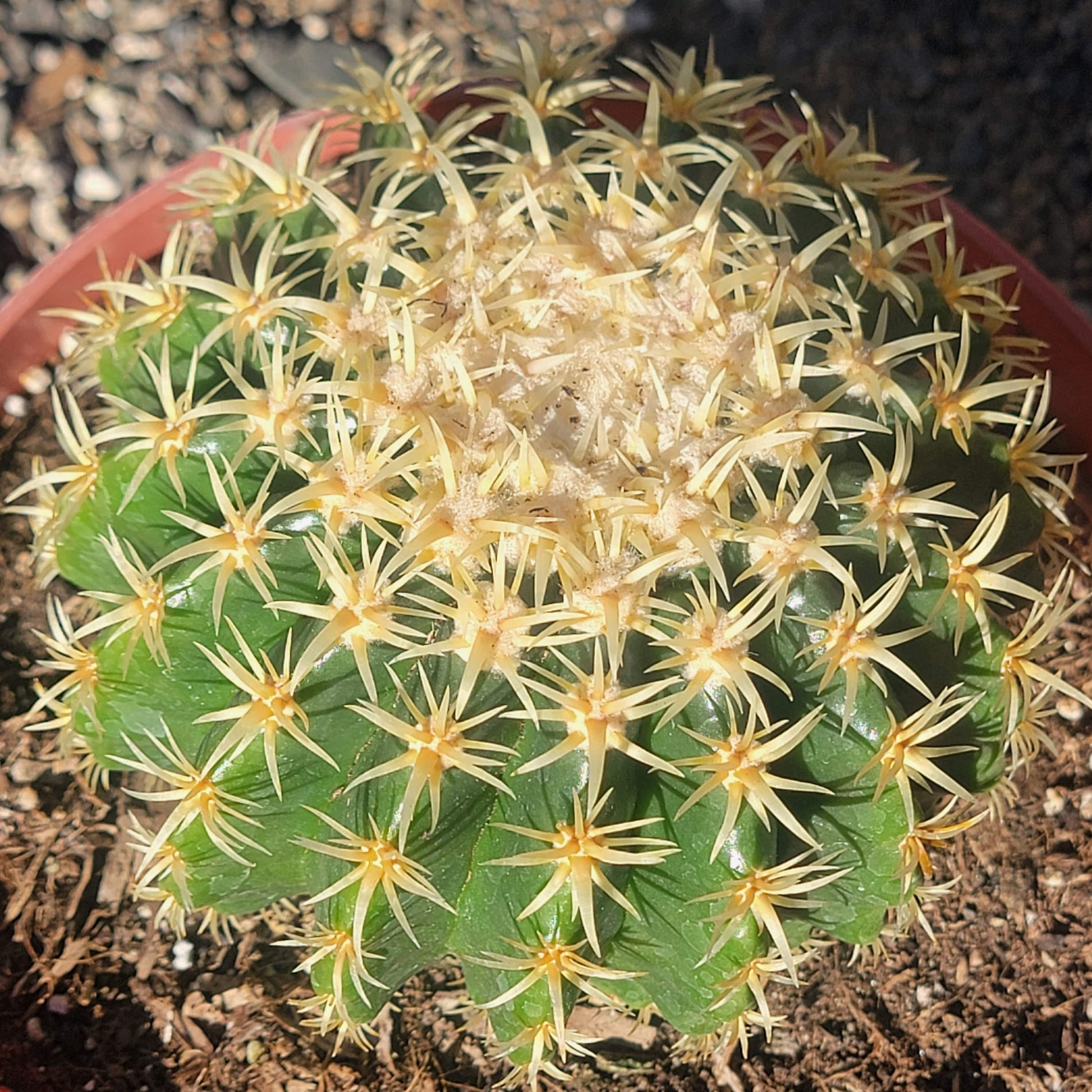 DesertScapeSucculent Cactus 8" Assorted E. grusonii brevispinus 'Short Spine Golden Barrel'