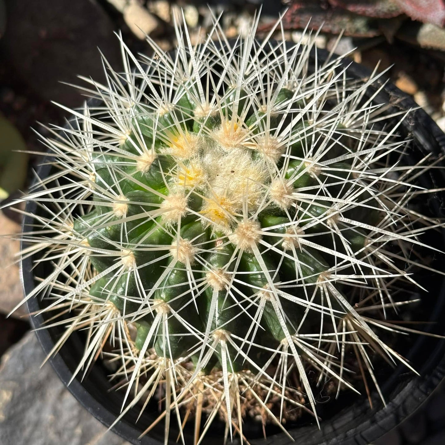 DesertScapeSucculent Cactus Echinocactus grusonii albispinus 'White Barrel Cactus'