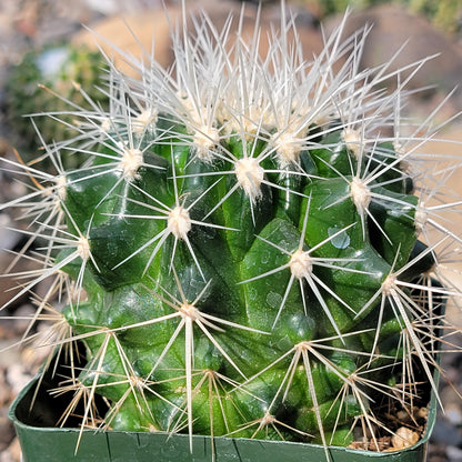 DesertScapeSucculent Cactus 4" Assorted Echinocactus grusonii albispinus 'White Barrel Cactus'