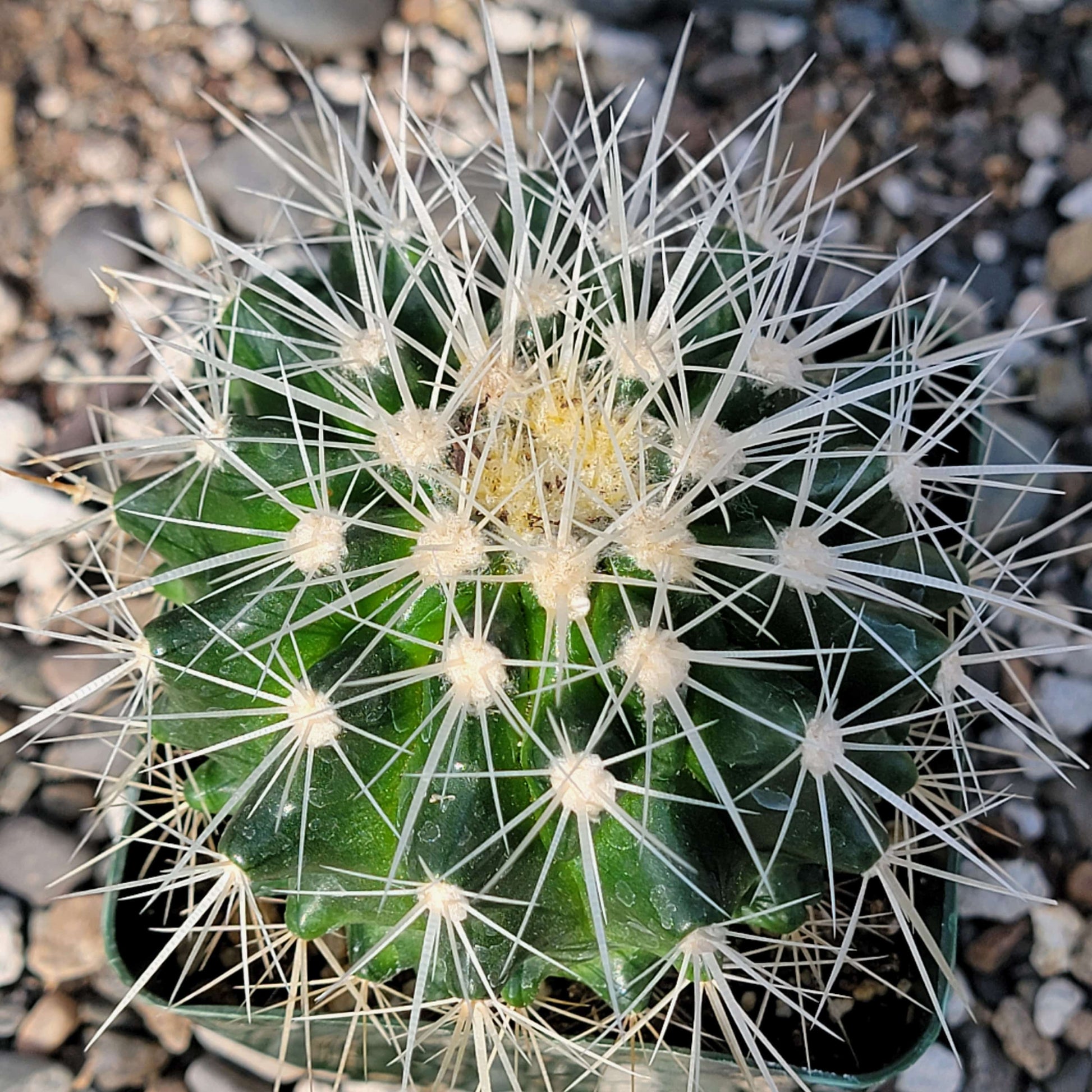 DesertScapeSucculent Cactus 4" Assorted Echinocactus grusonii albispinus 'White Barrel Cactus'