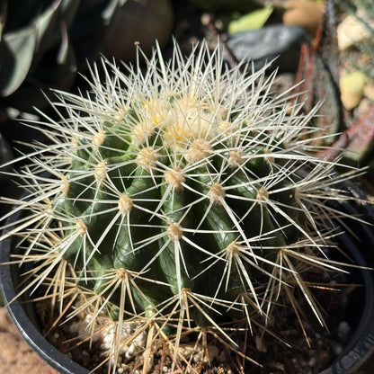 DesertScapeSucculent Cactus 6 Inch Echinocactus grusonii albispinus 'White Barrel Cactus'