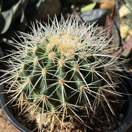 DesertScapeSucculent Cactus 6 Inch Echinocactus grusonii albispinus 'White Barrel Cactus'