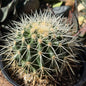 DesertScapeSucculent Cactus 6 Inch Echinocactus grusonii albispinus 'White Barrel Cactus'