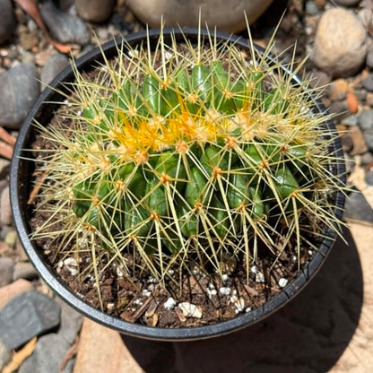 DesertScapeSucculent Cactus 4 Inch Assorted Echinocactus grusonii f. cristata ‘Golden Barrel Cactus’