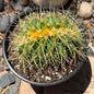 DesertScapeSucculent Cactus 4 Inch Assorted Echinocactus grusonii f. cristata ‘Golden Barrel Cactus’