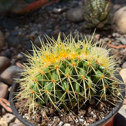 DesertScapeSucculent Cactus 6 Inch Assorted Echinocactus grusonii f. cristata ‘Golden Barrel Cactus’