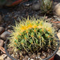 DesertScapeSucculent Cactus 6 Inch Assorted Echinocactus grusonii f. cristata ‘Golden Barrel Cactus’