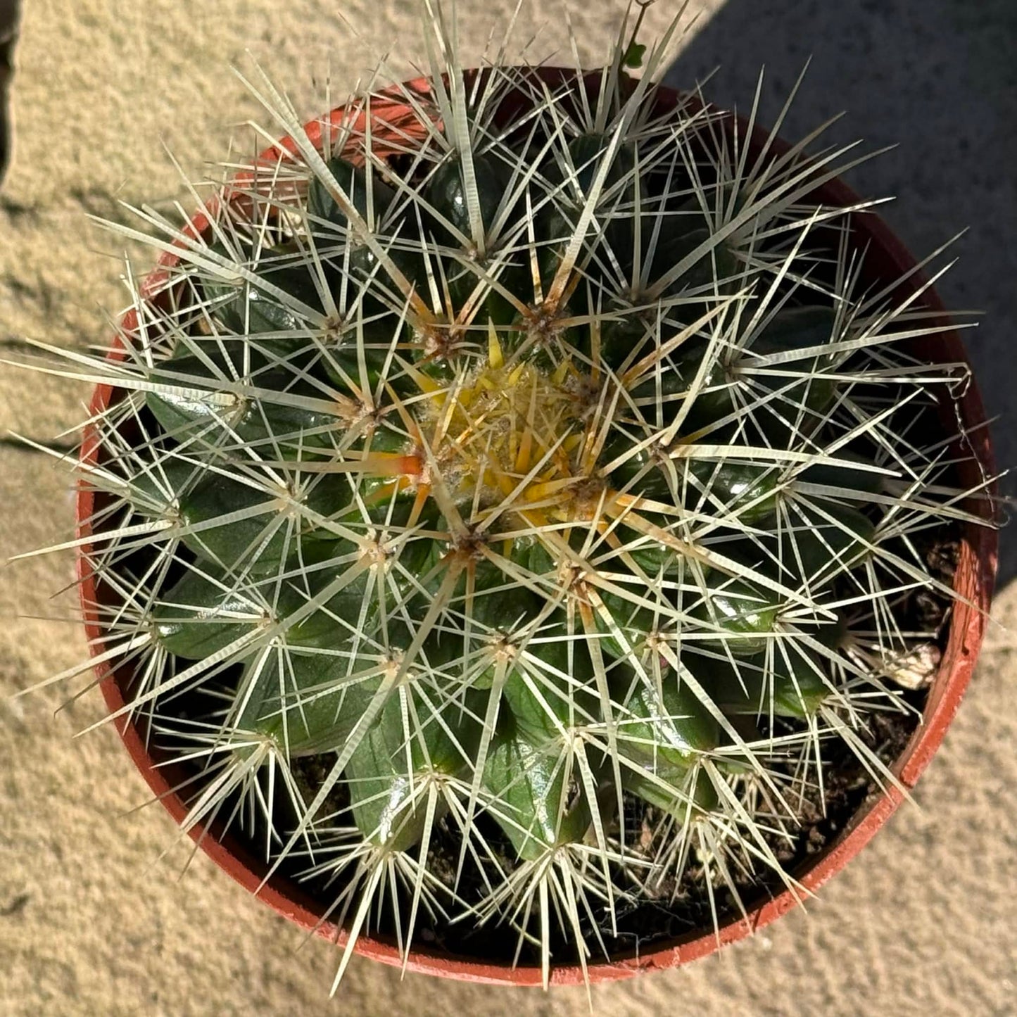 DesertScapeSucculent Cactus Echinocactus grusonii ‘Golden Barrel Cactus’