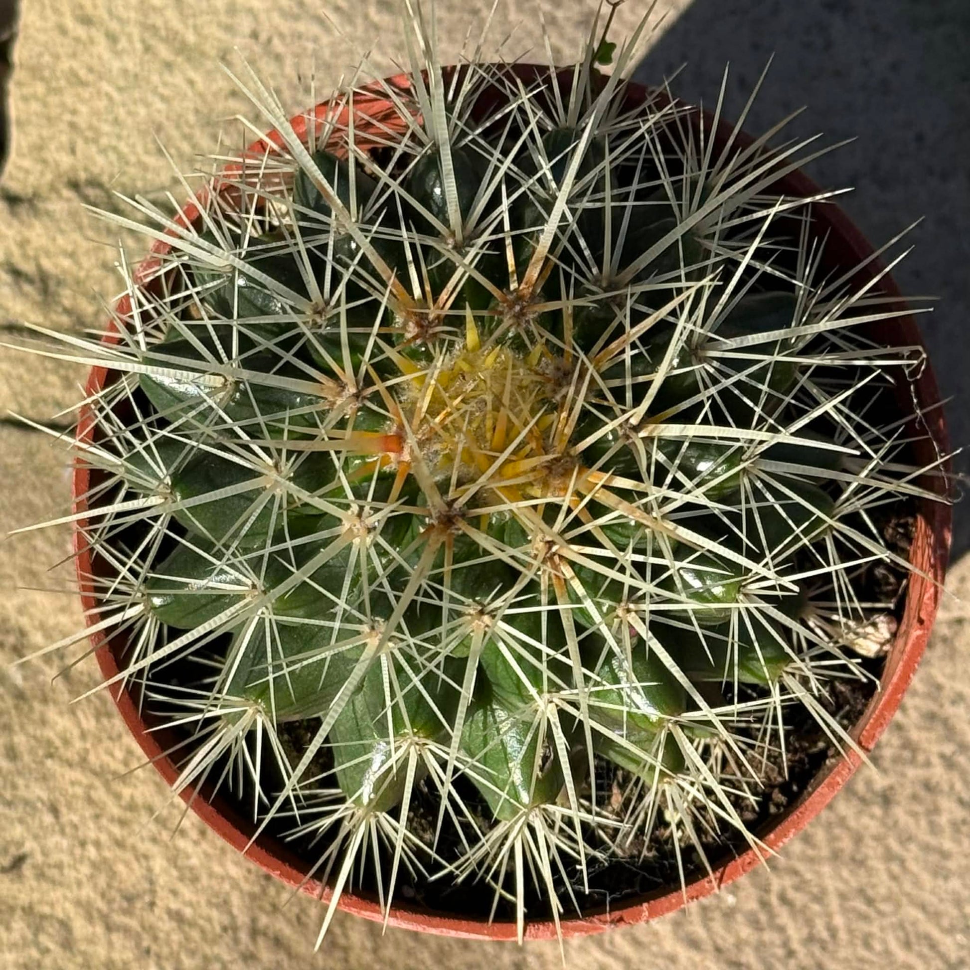 DesertScapeSucculent Cactus Echinocactus grusonii ‘Golden Barrel Cactus’