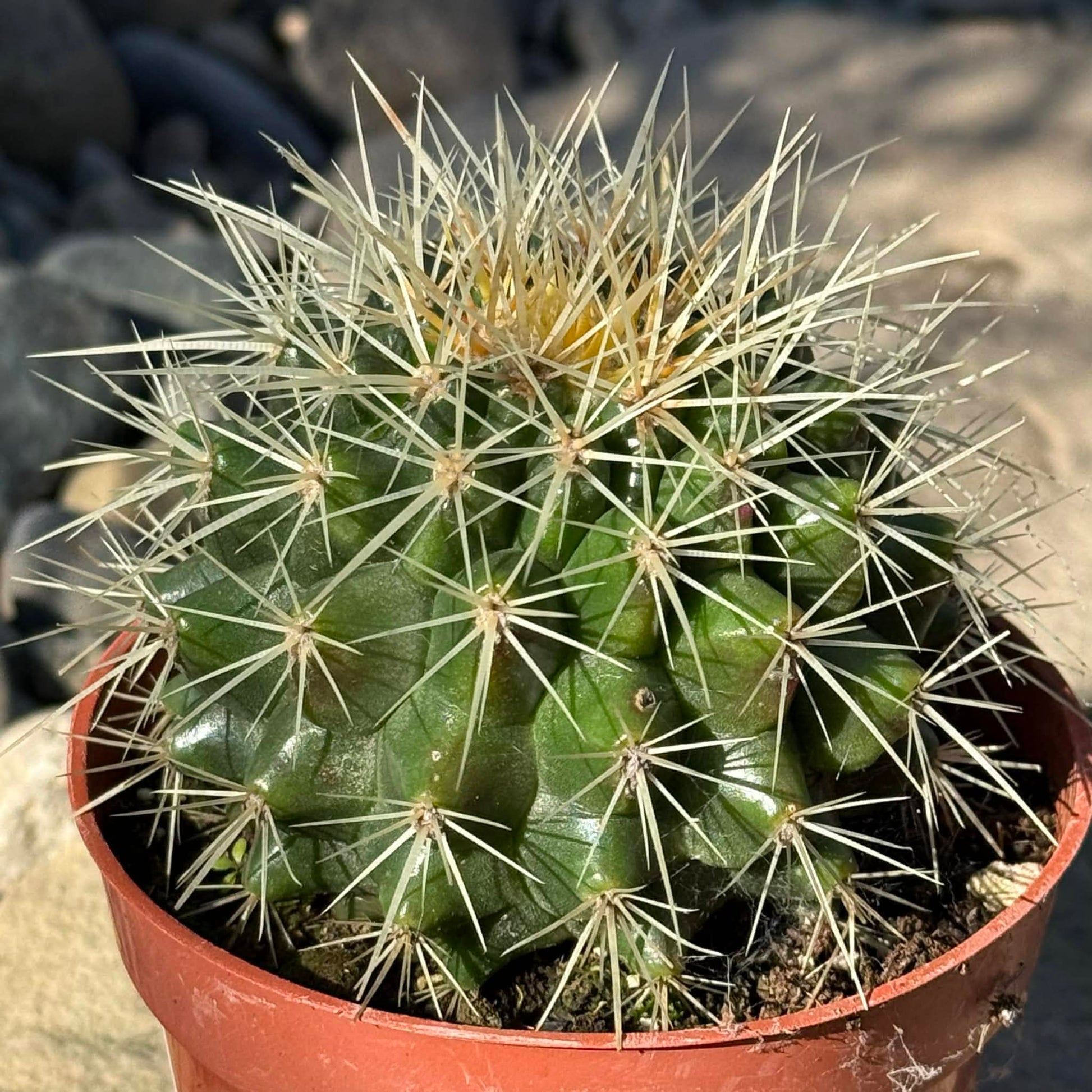 DesertScapeSucculent Cactus 4 Inch Echinocactus grusonii ‘Golden Barrel Cactus’