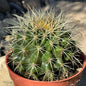 DesertScapeSucculent Cactus 4 Inch Echinocactus grusonii ‘Golden Barrel Cactus’