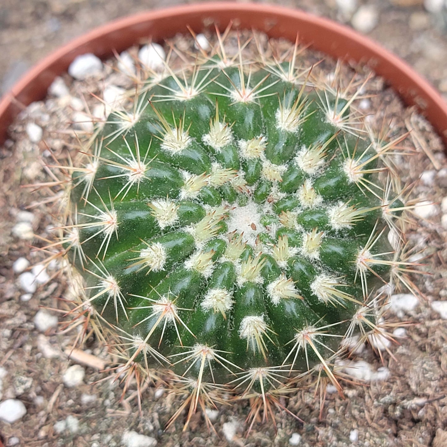 Echinocactus grusonii var brevispinus