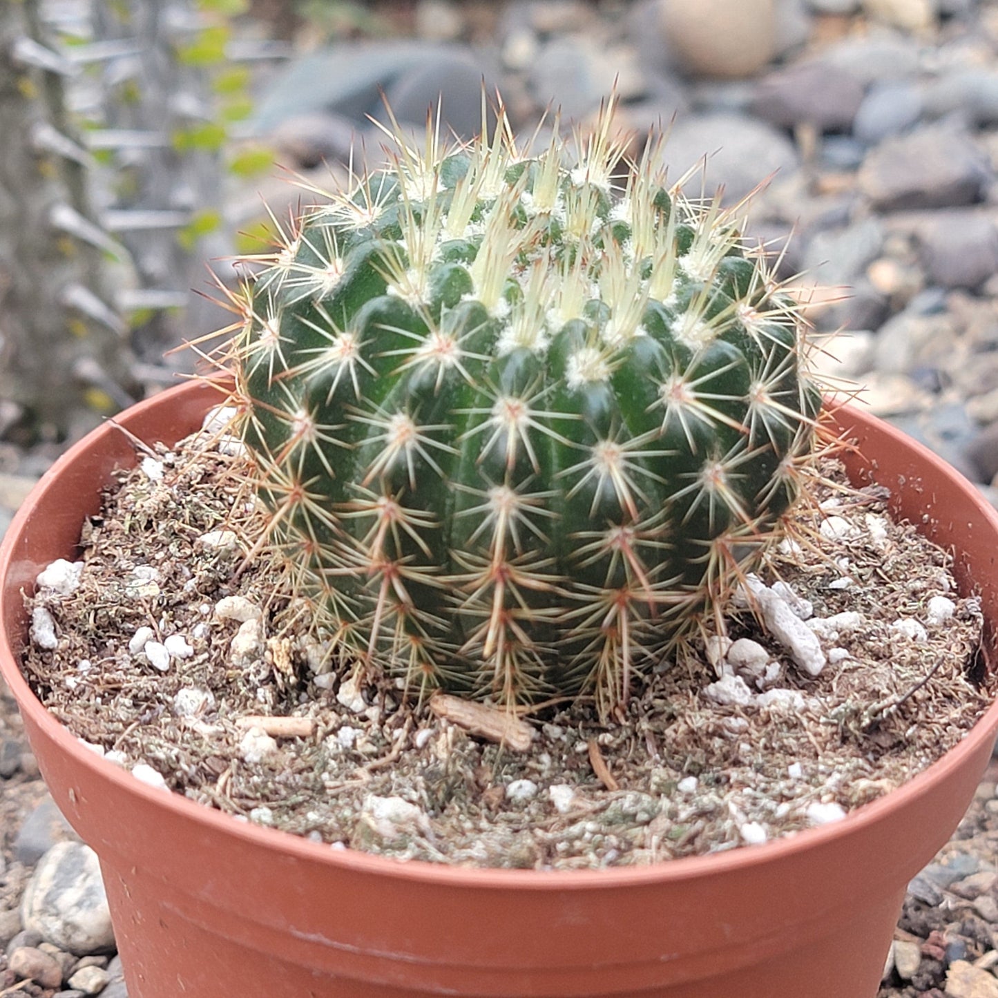 Echinocactus grusonii var brevispinus