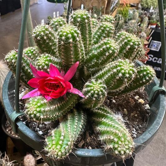 Echinocereus chamaecereus ‘Rose Quartz’ - 8” Assorted - Cactus - DesertScapeSucculent