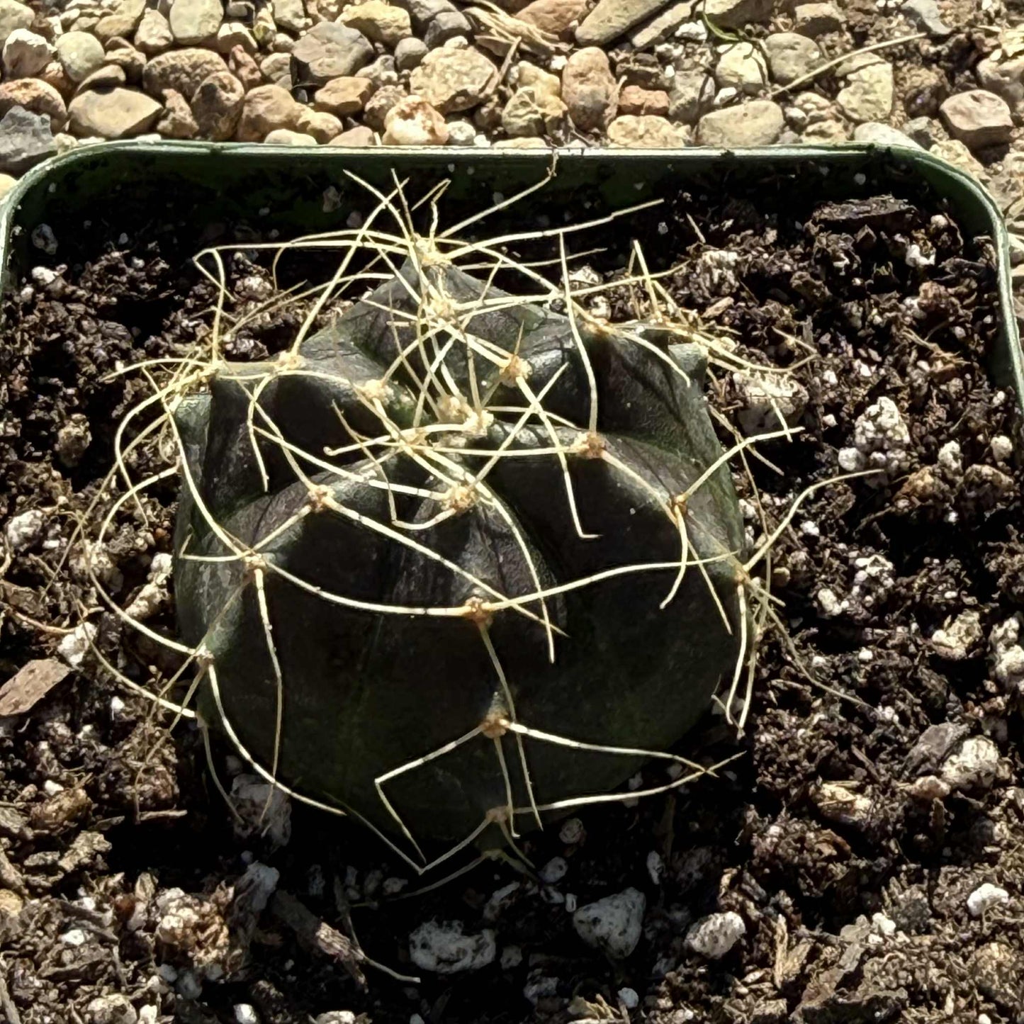 Echinocereus knippelianus v. reyesii - 4 Inch - Cactus - DesertScapeSucculent