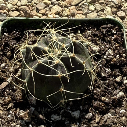 Echinocereus knippelianus v. reyesii - 4 Inch - Cactus - DesertScapeSucculent