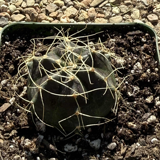 Echinocereus knippelianus v. reyesii - 4 Inch - Cactus - DesertScapeSucculent