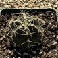 Echinocereus knippelianus v. reyesii - 4 Inch - Cactus - DesertScapeSucculent